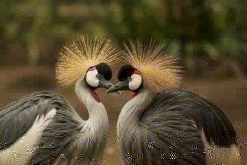 Photograph of two grey crowned cranes