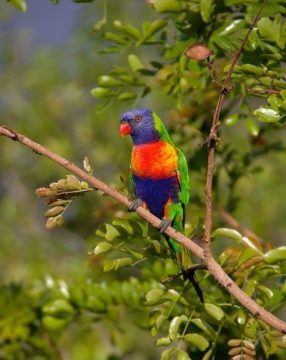 Photograph of rainbow lorikeet perched on a branch