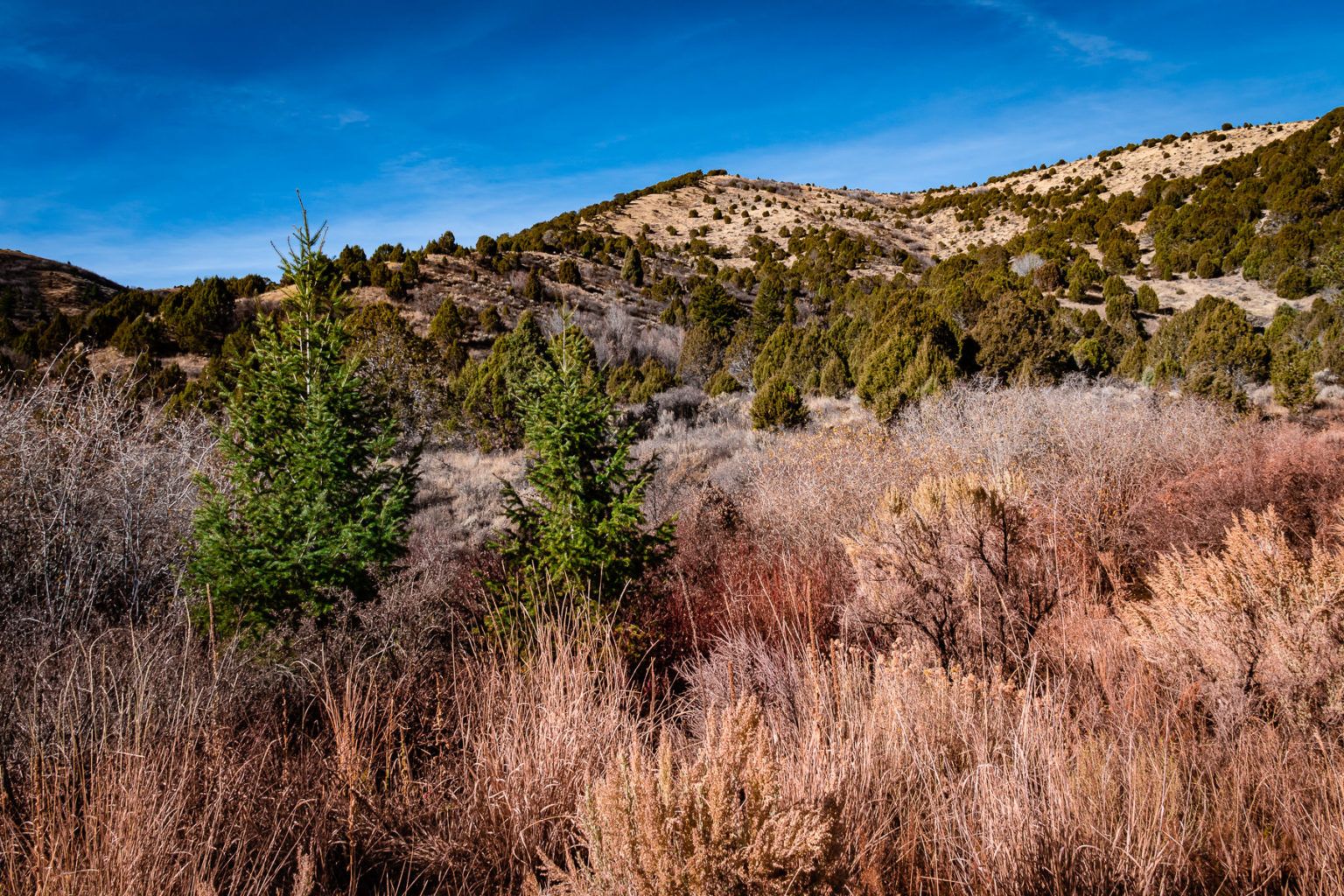 Quarks essay 3 picture