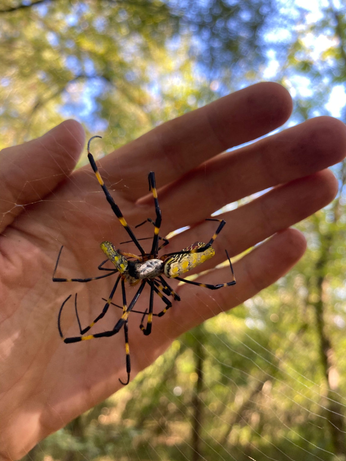 palm sized flying spiders        
        <figure class=