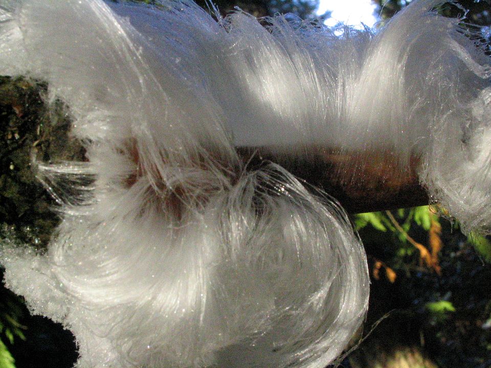 This Rare ‘Hair Ice’ Forms on Dead Wood and Now Scientists Know How 3