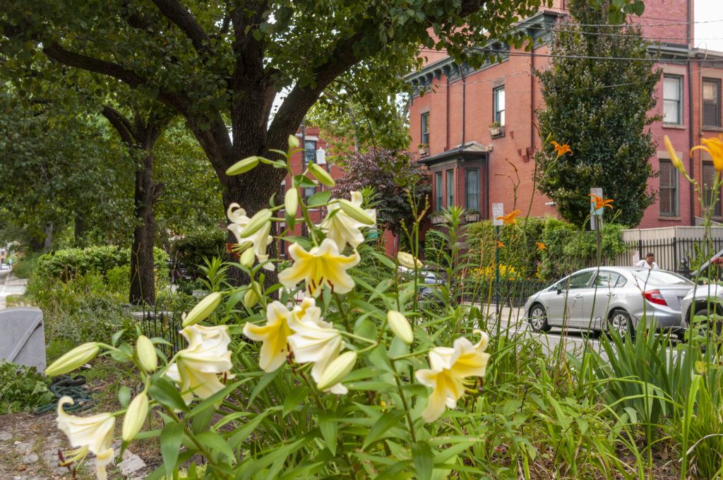 11th Street lilies, Hoboken, NJ