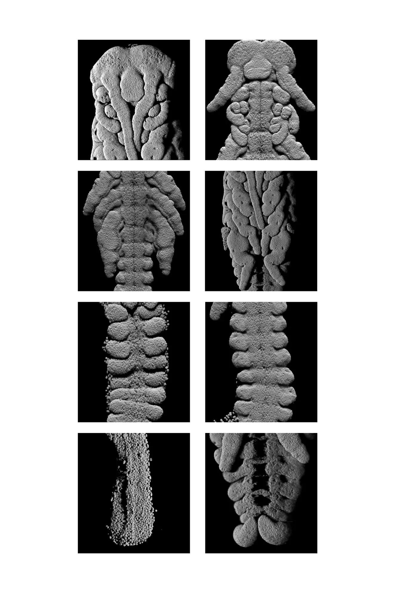 The Mysterious Dance of the Cricket Embryos: The secret is geometry - 3