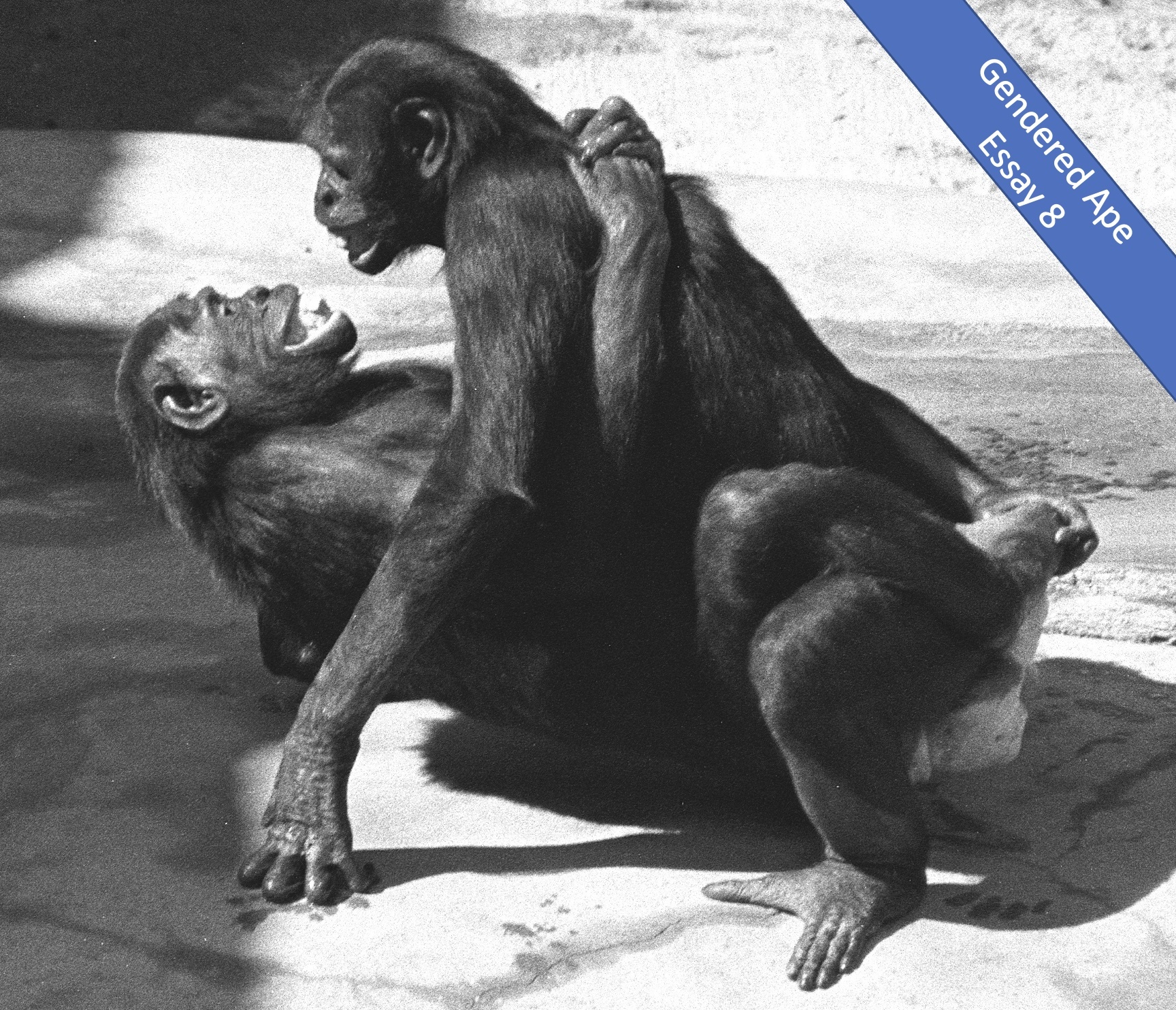 The Gendered Ape, Essay 8: Every Mammal Owns A Clitoris! - 3 Quarks Daily