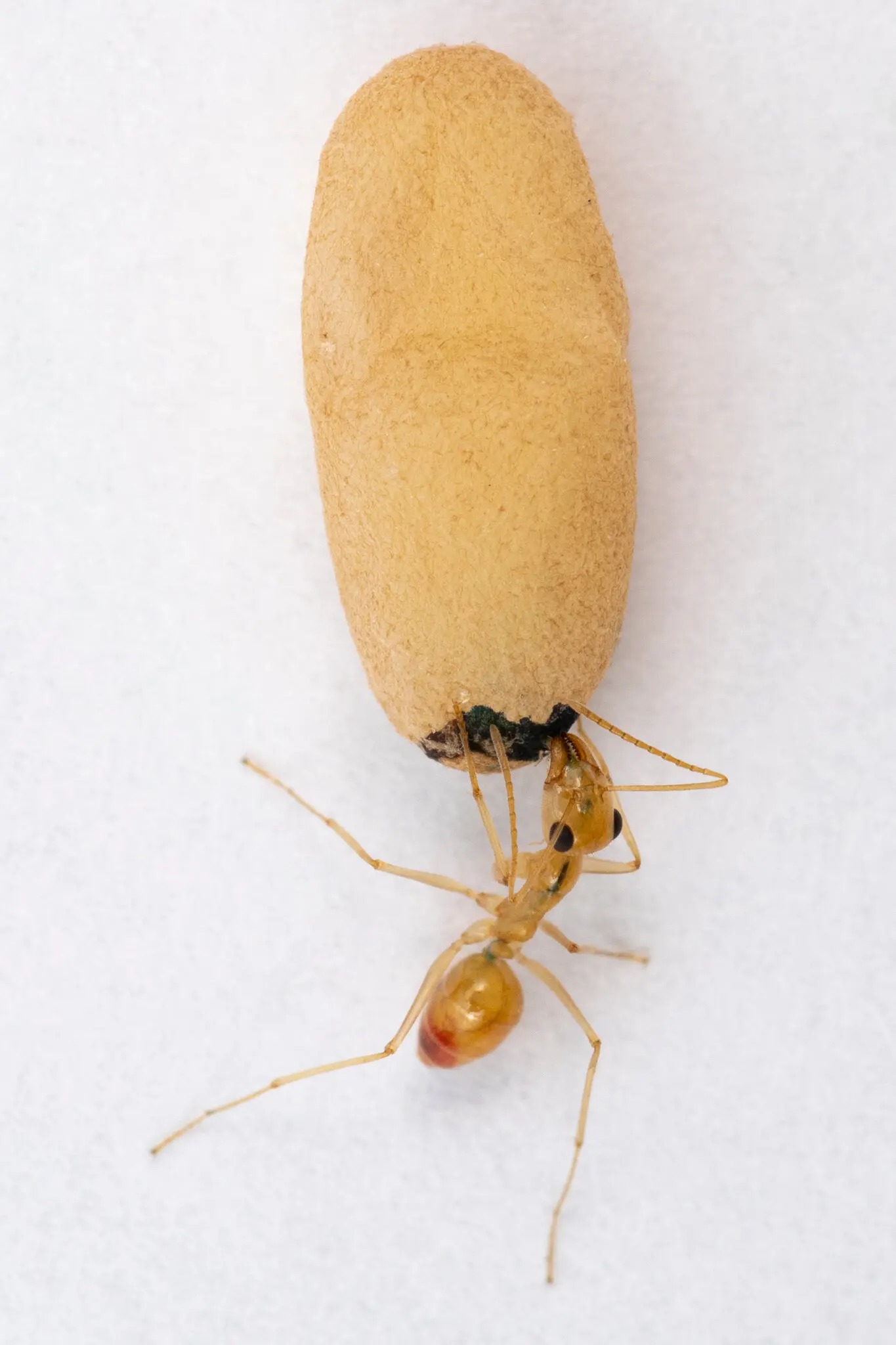 Ant Milk It Does a Colony Good 3 Quarks Daily