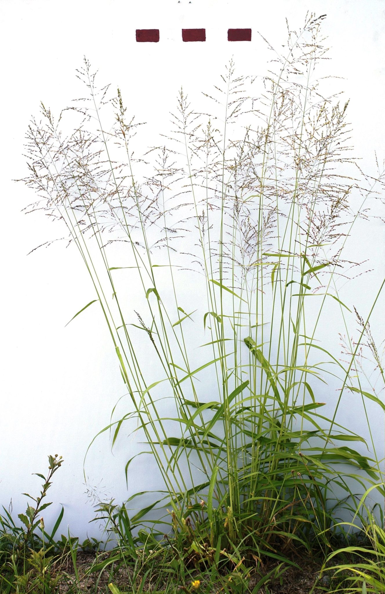 Plant Of The Month Guinea Grass 3 Quarks Daily