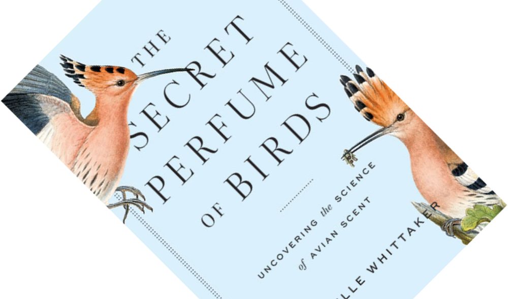 The Secret Perfume Of Birds Uncovering The Science Of Avian Scent 3