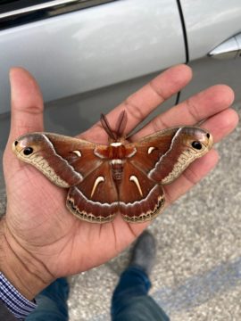 Ceanothus moth