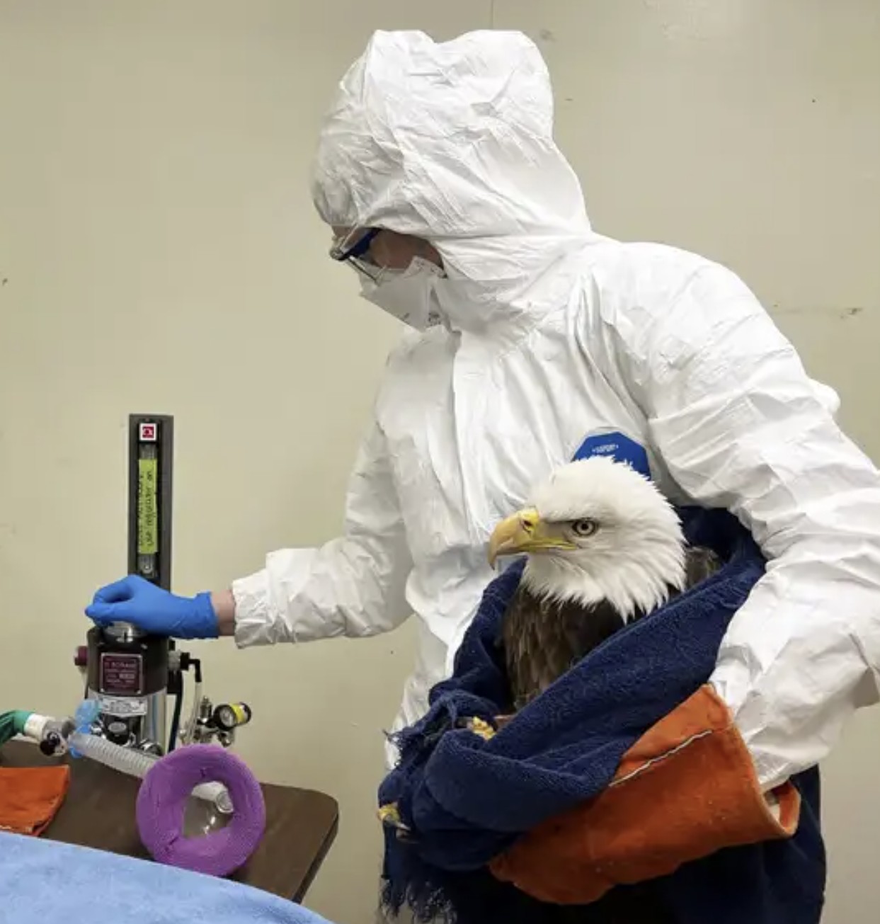 Bird Flu Cases Are Expected To Surge As Birds Migrate In Coming Weeks ...