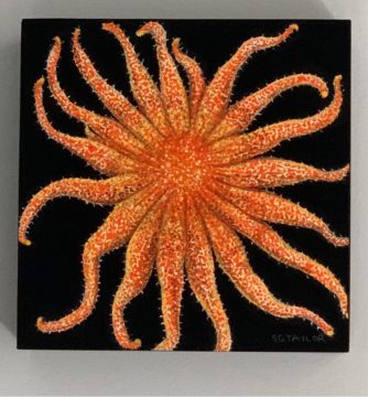Sunflower Sea Star, Alaska Department of Fish and Game