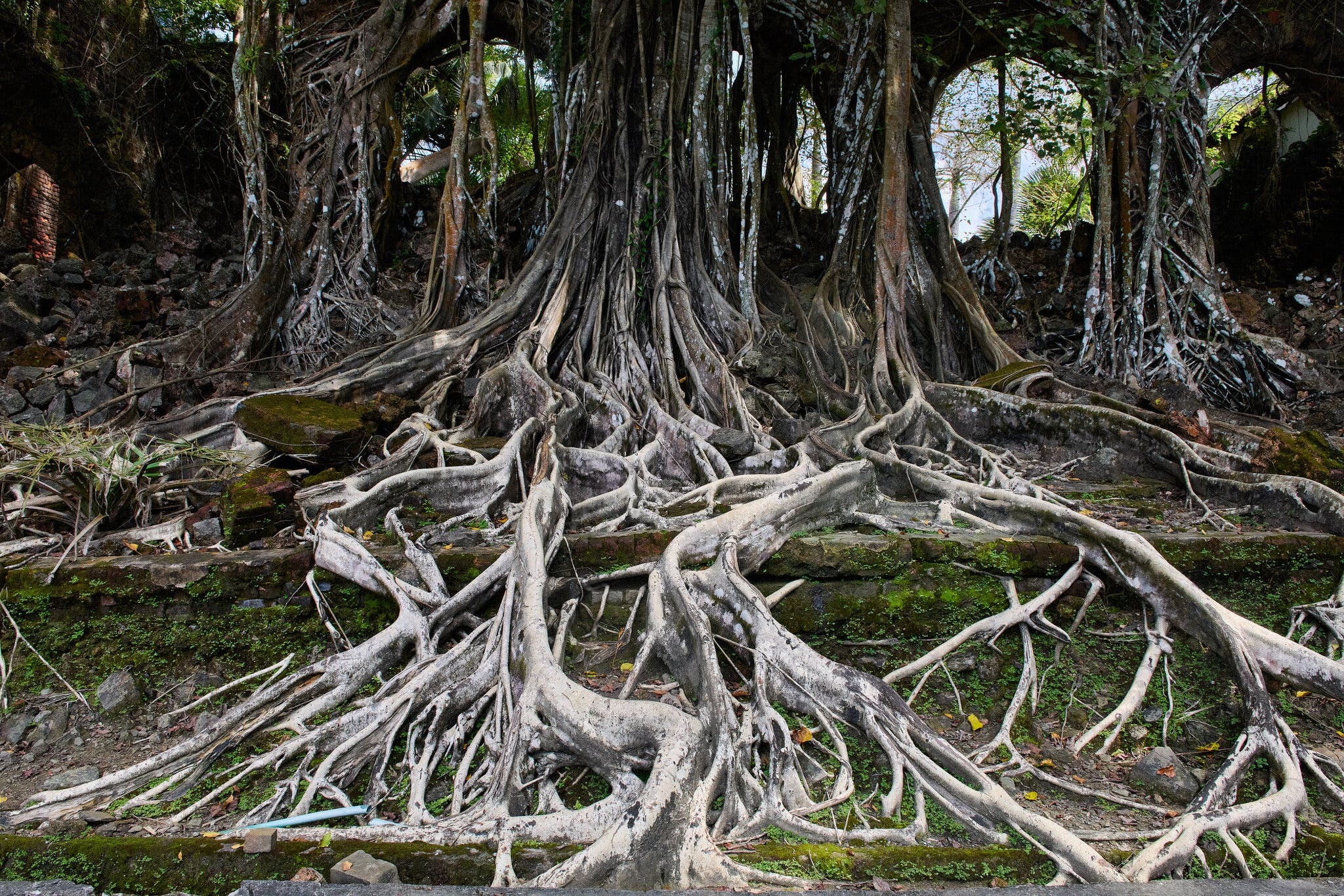 Can Plants Think? 3 Quarks Daily