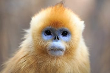 Biggest ever study of primate genomes has surprises for humanity - 3 Quarks Daily