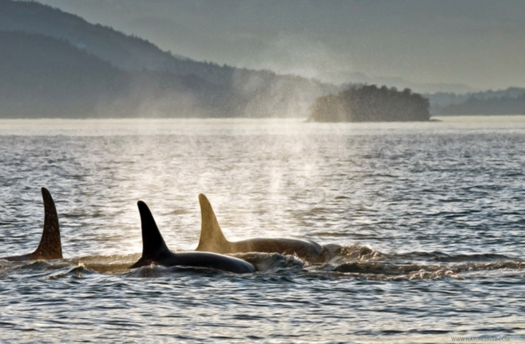 Staying Alive: The Owl, the Orca, and the Human Problem - 3 Quarks Daily