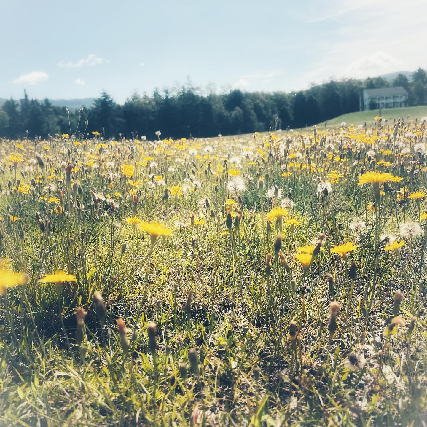 Robert Frost’s Ghost The Bread Loaf Writers Conference 3 Quarks Daily