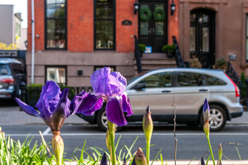 Irises on the street in Hoboken.