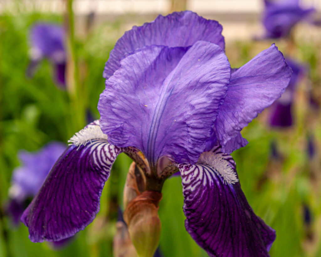 iris blossom