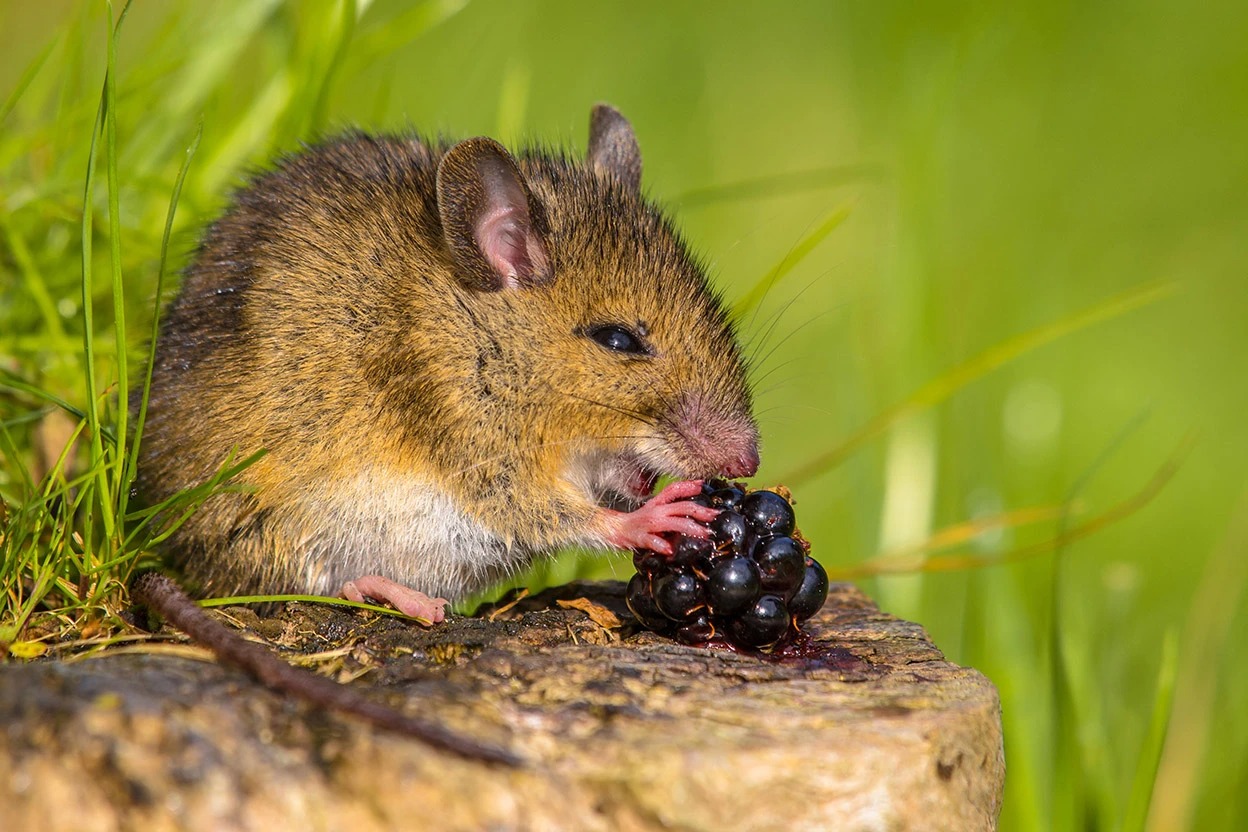 Why queasiness kills hunger: brain circuit identified - 3 Quarks Daily