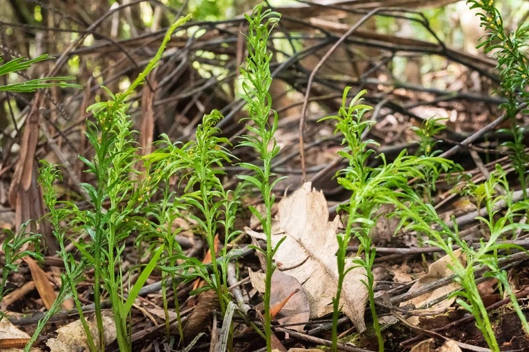 Biggest genome ever found belongs to this odd little plant - Vimarsana News