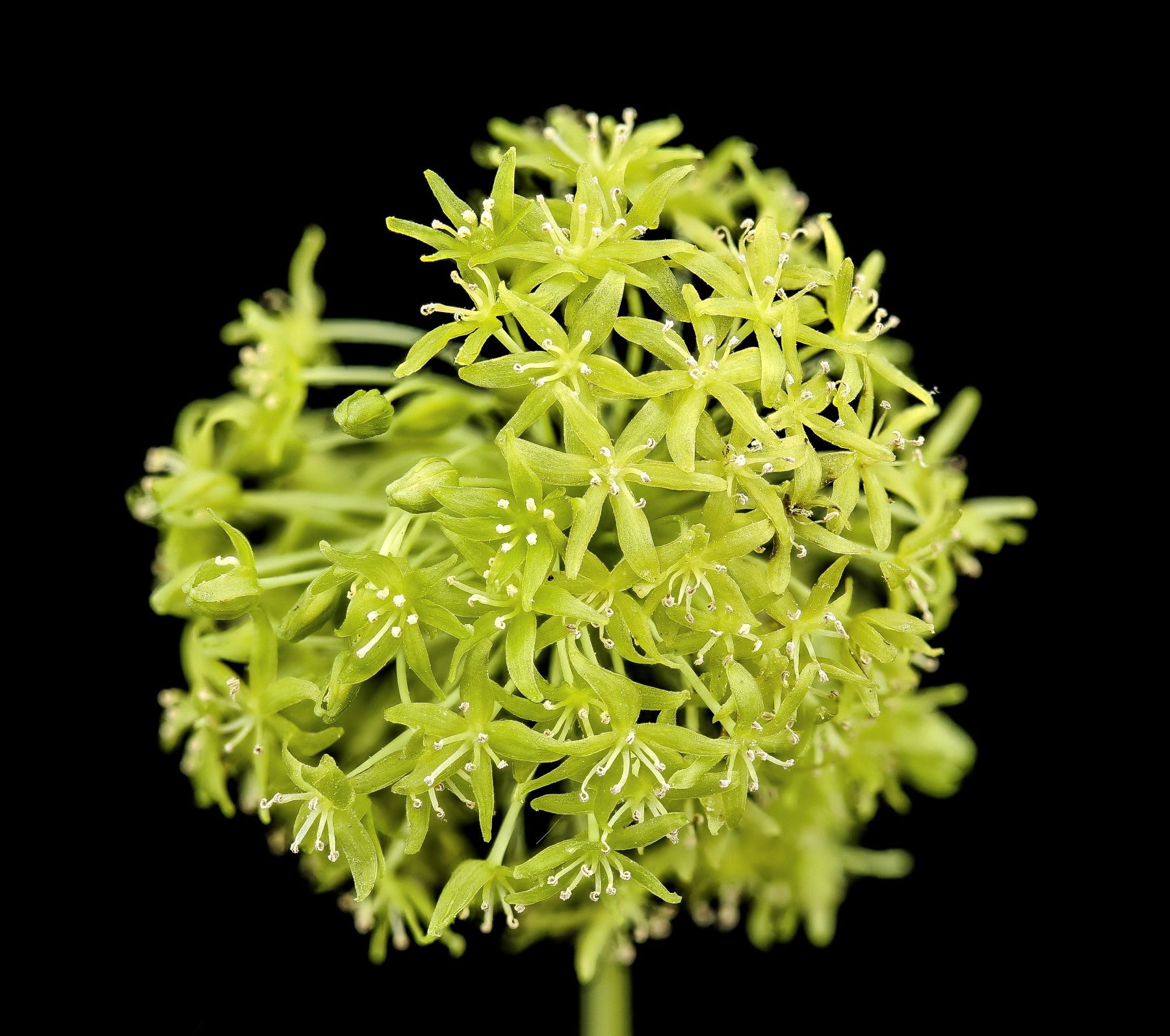 Plants Warn, Defend, Scream, Remember, and Plan Ahead - 3 Quarks Daily
