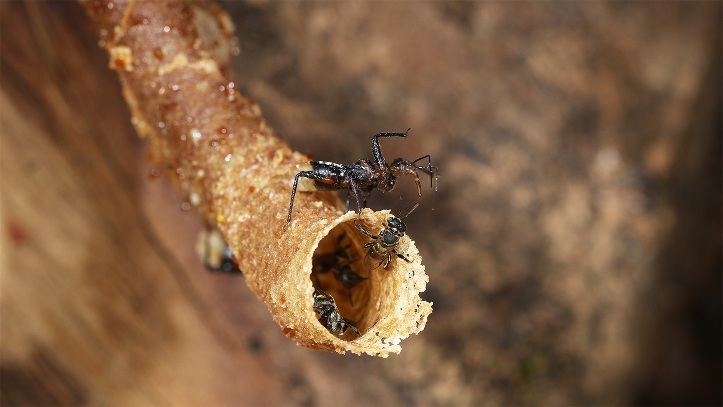 Fake Assassin Bug This tool-wielding assassin turns its prey’s defenses into a trap - 3 ...