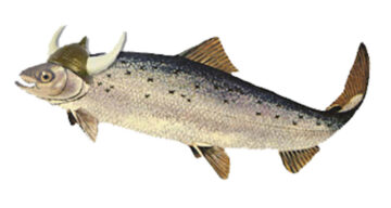 A colorful ocean fish (cod?) with its tail curled as if swimming wears a Viking helmet with two horns.