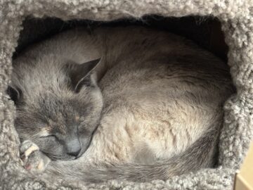Photograph of a sleeping cat in a snug space