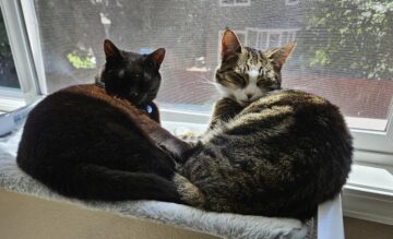 Two cats basking in a window