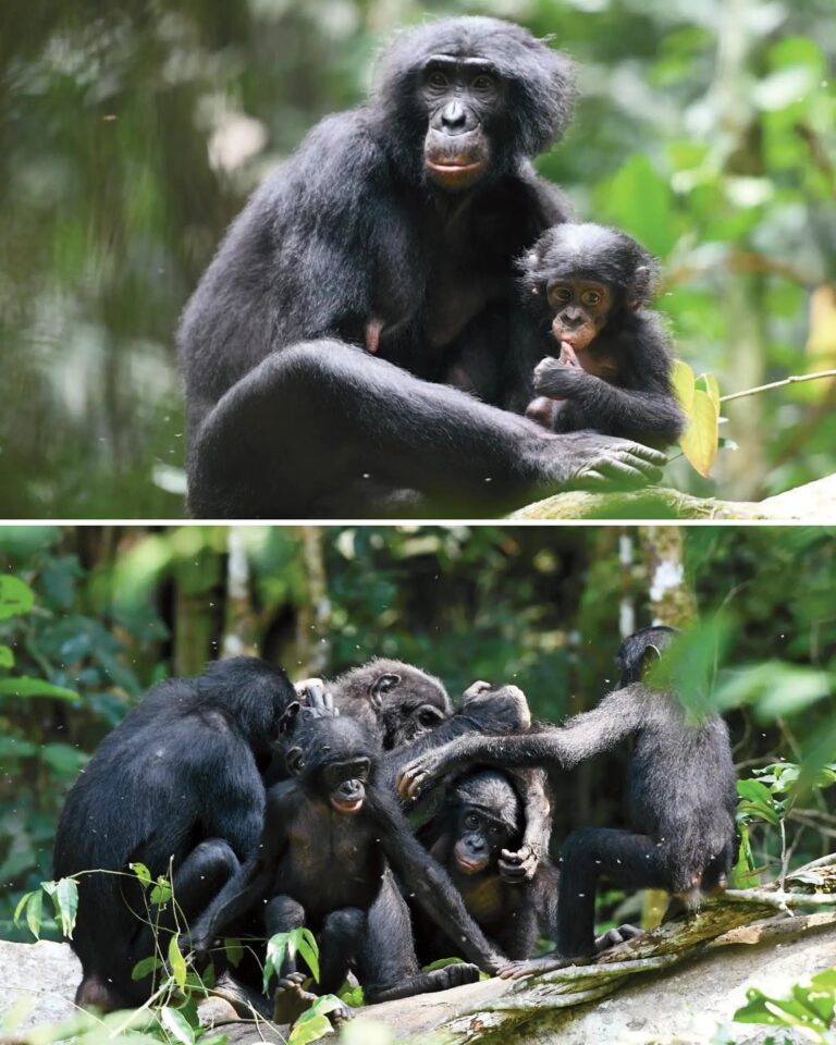 What Bonobos Teach Us About Female Power and Cooperation - 3 Quarks Daily