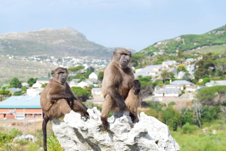 Baboons, and the boundaries of urban life in Cape Town