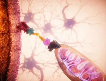 Scientists Revive Failing Cells With Mitochondria Transplants