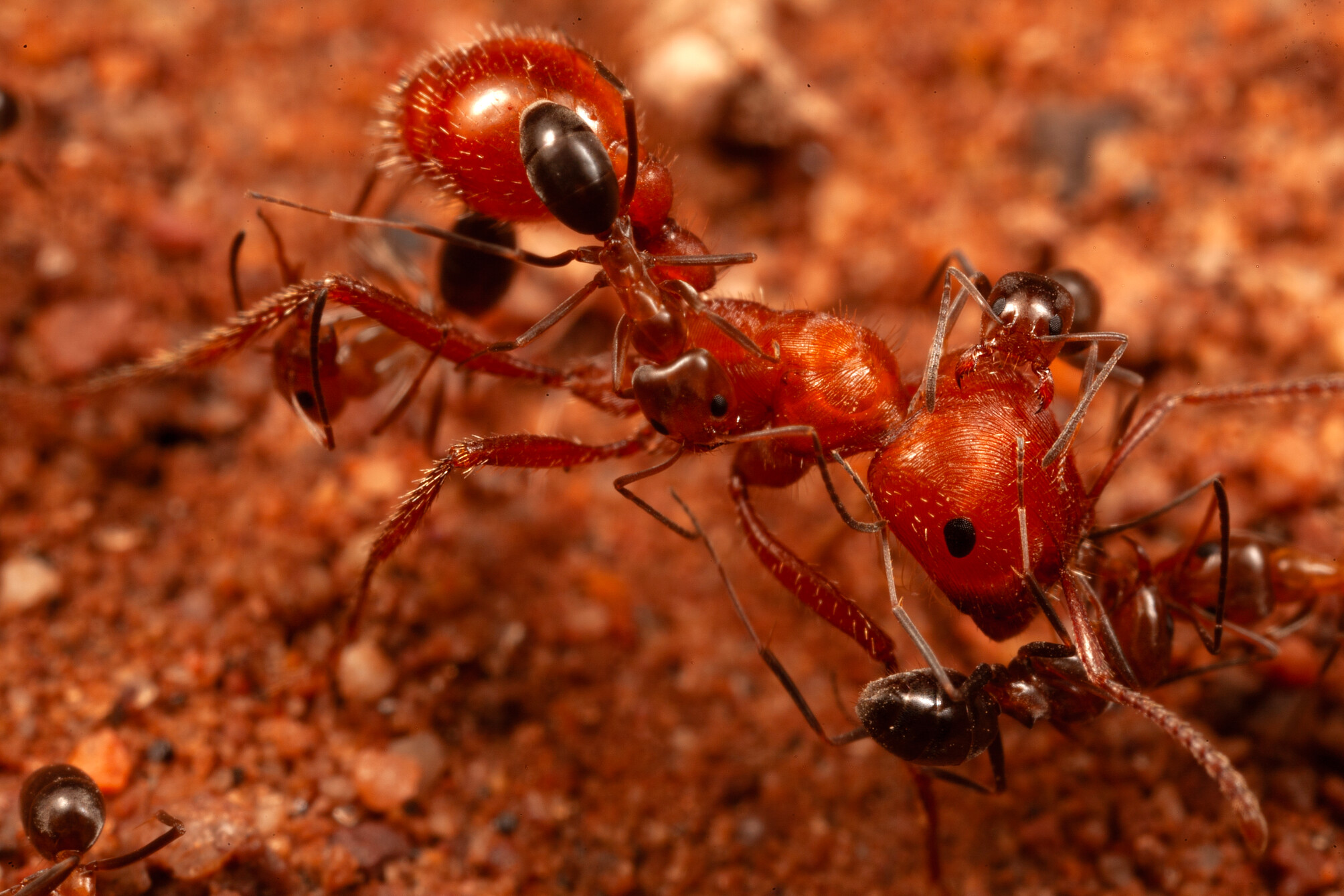 Cone ants clamber over a harvester