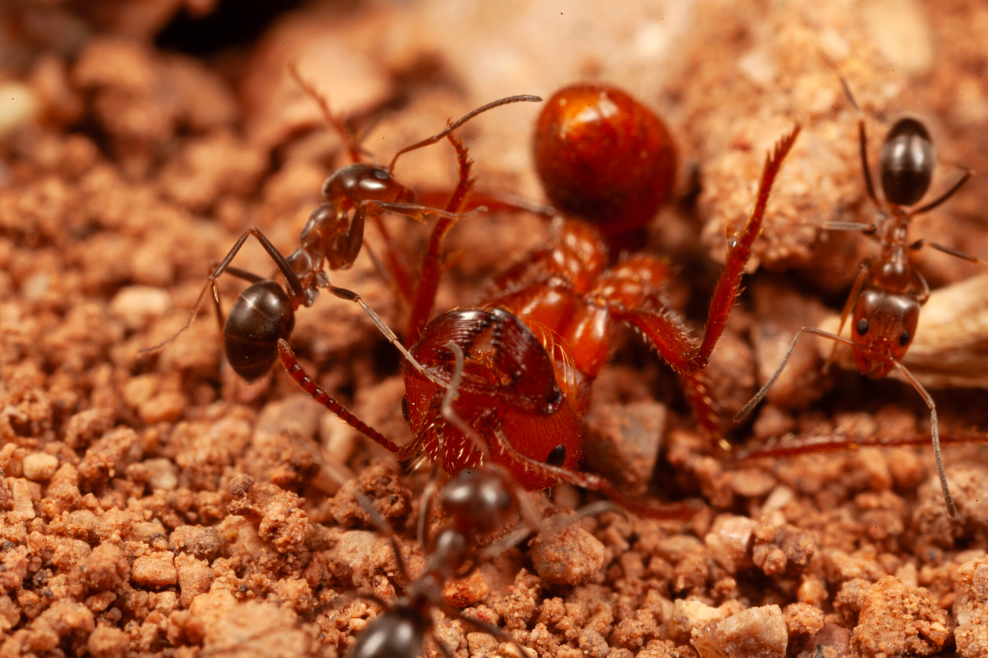Cone and harvester ants