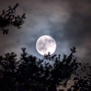 Full moon partially obscured by clouds, with treetops also visible
