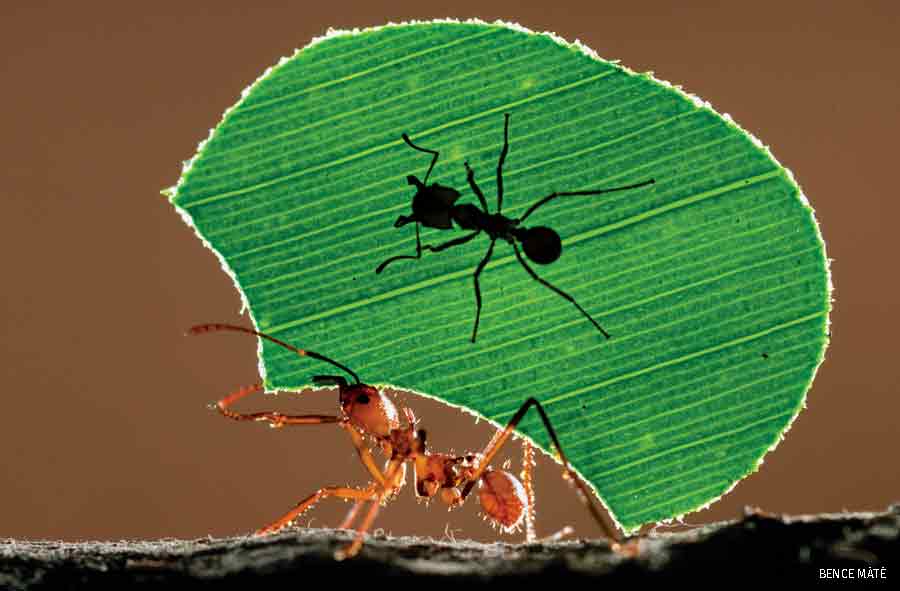 Minim on the leaf
