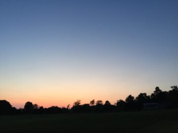 Trees silhouetted along a horizon with a subtle sunset