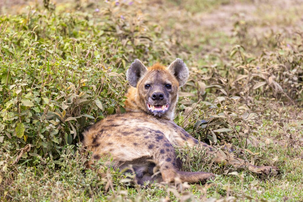 Hyena Ethics: When Harming Others Feels Righteous and Pleasing