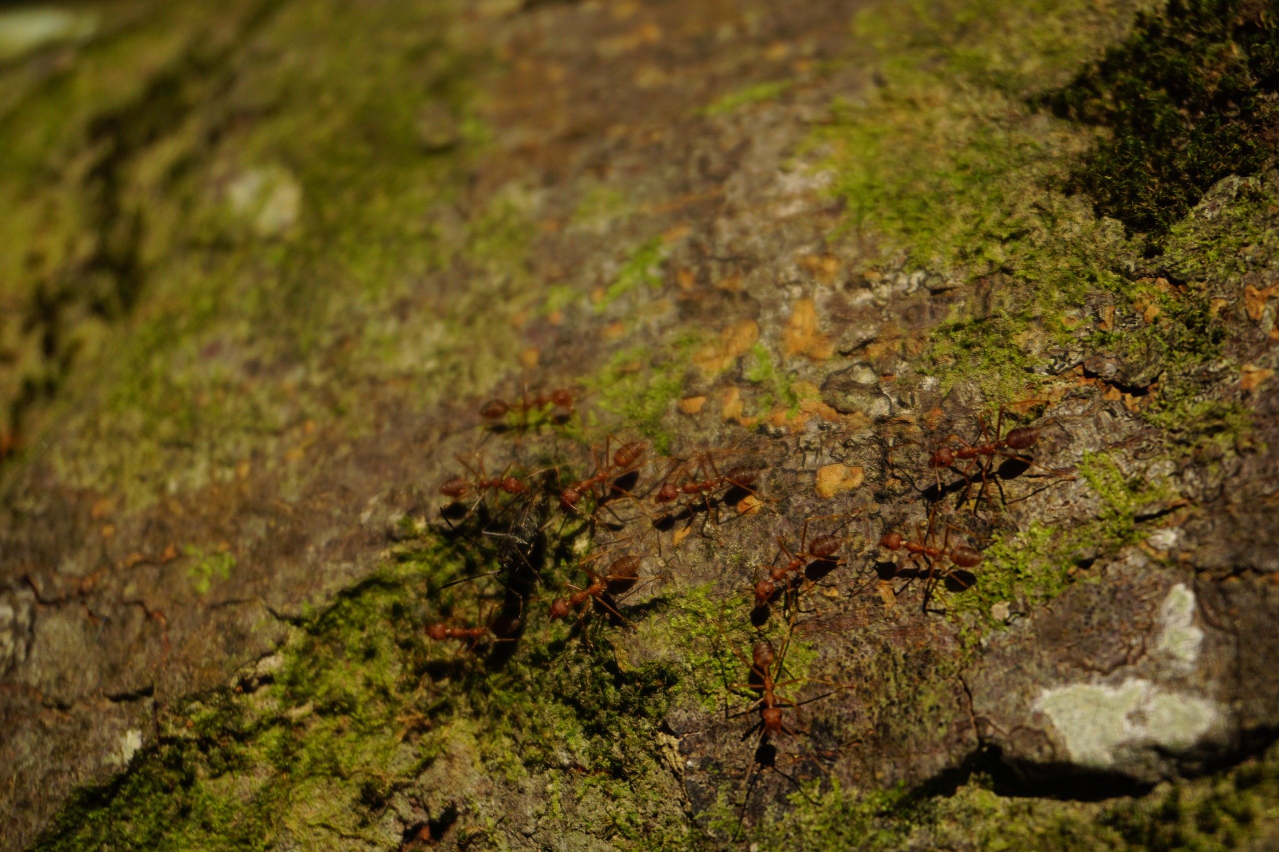 Ants on a tree