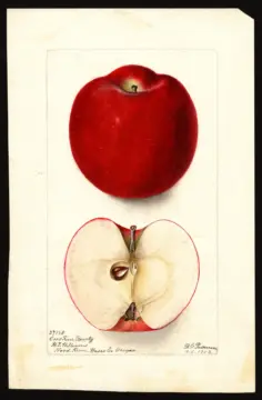 Another apple.